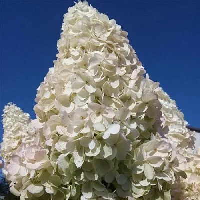 Гортензия ПОЛАР БИР метельчатая  Гортензия ПОЛАР БИР метельчатая в Красноярске