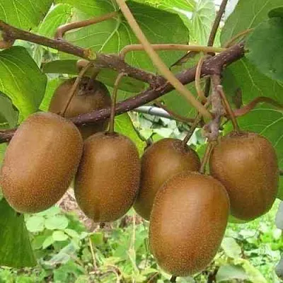 Актинидия ХЕЙВАРД деликатесная   Актинидия ХЕЙВАРД деликатесная  в Красноярске