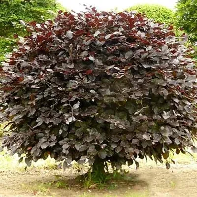 Бук лесной АТРОПУНИЦЕА  Бук лесной АТРОПУНИЦЕА в Красноярске