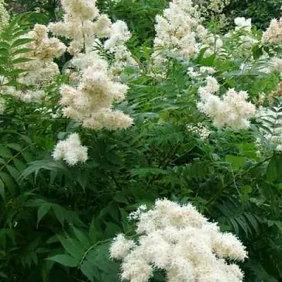 Рябинник рябинолистный  Рябинник рябинолистный в Красноярске