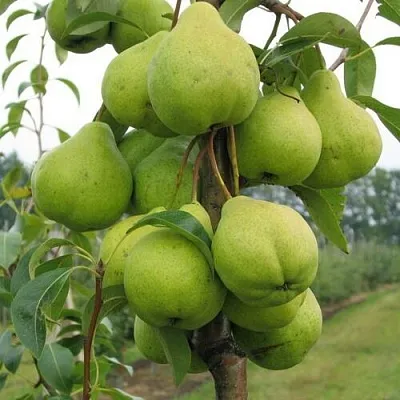 Груша ДЕКОР колонновидная  Груша ДЕКОР колонновидная в Красноярске