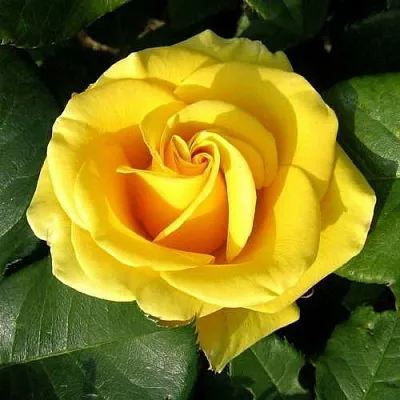 Саженцы роз ПАПИЛОН чайно-гибридная  Саженцы роз ПАПИЛОН чайно-гибридная в Красноярске