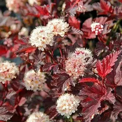 Пузыреплодник ЛЕДИ ИН РЕД  Пузыреплодник ЛЕДИ ИН РЕД в Красноярске