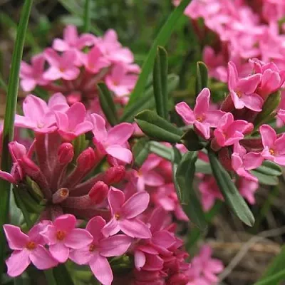 Волчеягодник  Волчеягодник в Красноярске