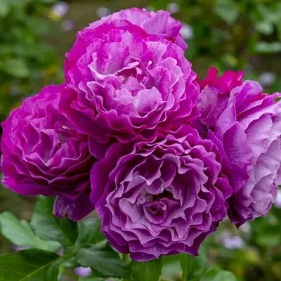 Саженцы роз БЛЮ ЭДЕН  флорибунда  Саженцы роз БЛЮ ЭДЕН  флорибунда в Красноярске