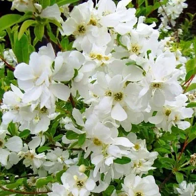 Экзохорда ЗЕ БРАЙД  Экзохорда ЗЕ БРАЙД в Красноярске