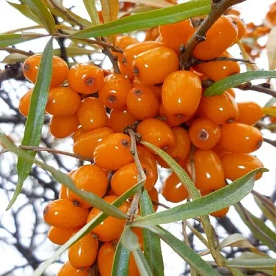 Облепиха КОСТЕР  Облепиха КОСТЕР в Красноярске