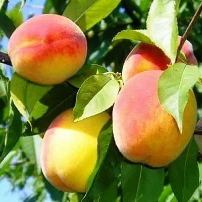 Персик ПАМЯТЬ ЛОЙКО  Персик ПАМЯТЬ ЛОЙКО в Красноярске