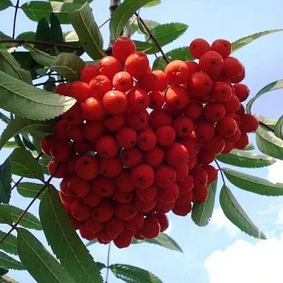 Рябина САХАРНАЯ ПЕТРОВА сладкоплодная в Красноярске