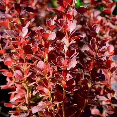 Барбарис ВУЛКАНО тунберга  Барбарис ВУЛКАНО тунберга в Красноярске