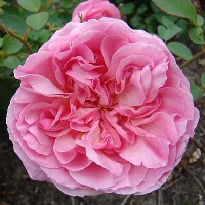 Саженцы роз ХАЙДИ ХОЛЛ английская  Саженцы роз ХАЙДИ ХОЛЛ английская в Красноярске