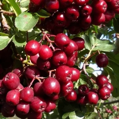 Рябина ГРАНАТНАЯ сладкоплодная в Красноярске