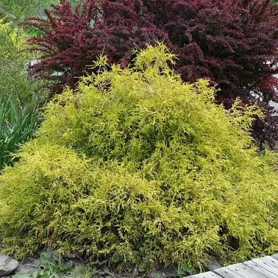 Кипарисовик ГОЛДЕН МОП горохоплодный  Кипарисовик ГОЛДЕН МОП горохоплодный в Красноярске