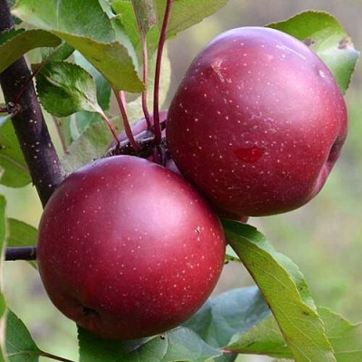 Яблоня красномясая в Красноярске