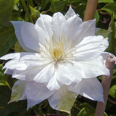 Клематис ДАЧЕСС ОФ ЭДИНБУРГ в Красноярске