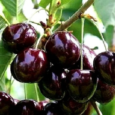 Черешня ДОНЕЦКИЙ УГОЛЁК в Красноярске