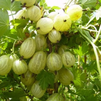 Крыжовник ИНВИКТА в Красноярске