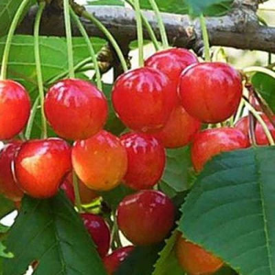 Черешня ДОНЧАНКА в Красноярске