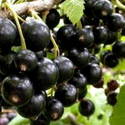 Смородина черная ОРЛОВСКИЙ ВАЛЬС в Красноярске