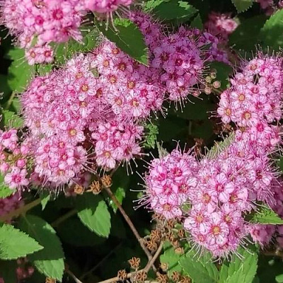 Принцесс в Красноярске