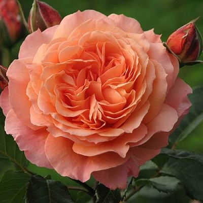 Роза шраб в Красноярске