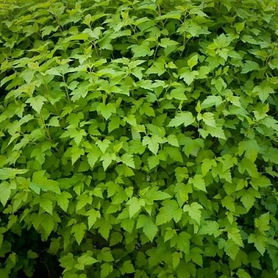 Зеленый в Красноярске