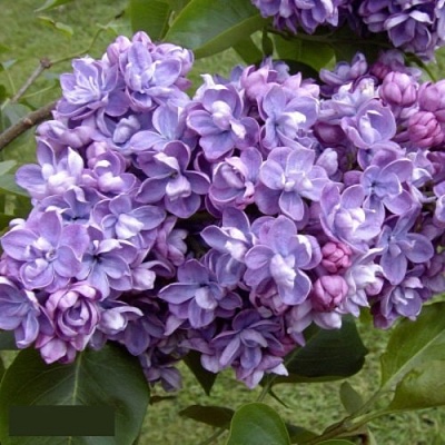 Сирень АМИ ШОТТ в Красноярске
