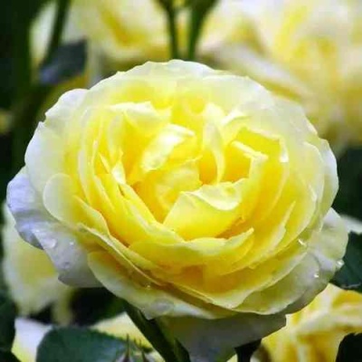 Роза КОМТЕСС ДЮ БАРИ флорибунда  в Красноярске