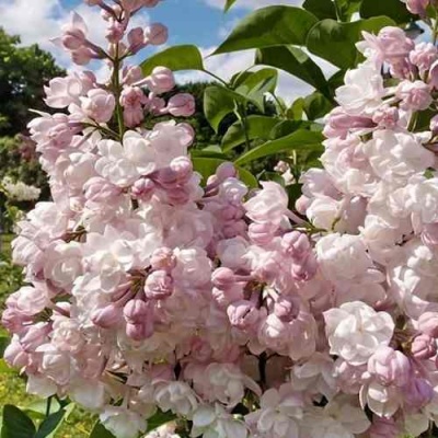 Сирень КРАСАВИЦА МОСКВЫ в Красноярске