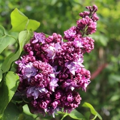 Сирень МАРШАЛ МАЛИНОВСКИЙ в Красноярске