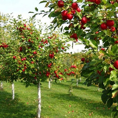 Плодовые деревья в Красноярске