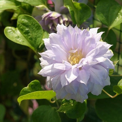 Клематис БЕЛЬ ОФ ВОРКИНГ в Красноярске