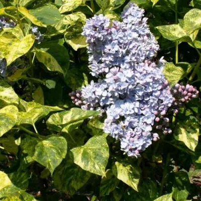 Сирень АУКУБАФОЛИЯ в Красноярске