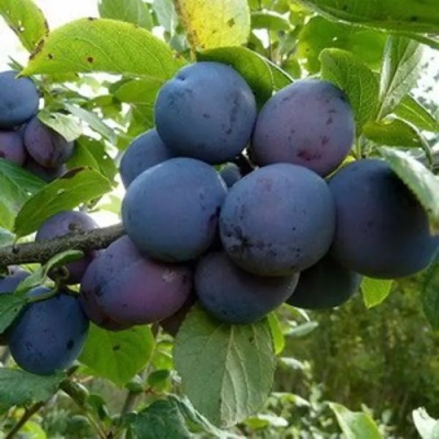Слива КРОМАНЬ в Красноярске