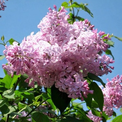 Сирень БУФФОН в Красноярске