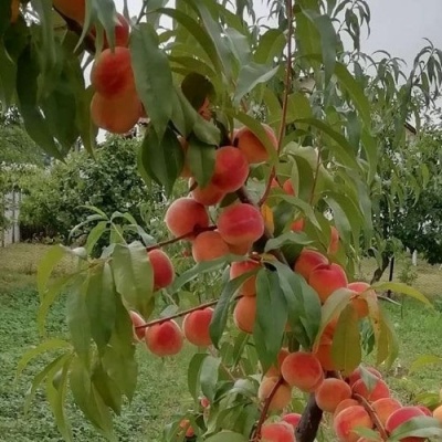 Персик ВУЛКАН в Красноярске