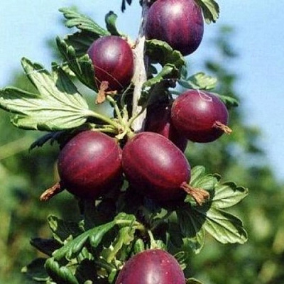 Крыжовник СЛИВОВЫЙ в Красноярске
