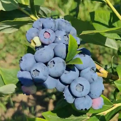 Голубика МЕГАС БЛЮ в Красноярске