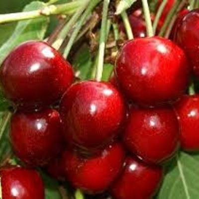 Черешня МИНЧАНКА в Красноярске