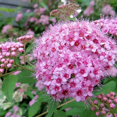 Розовая в Красноярске