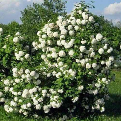 Калина БУЛЬДЕНЕЖ в Красноярске