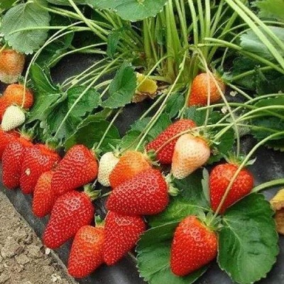 Клубника РОКСАНА в Красноярске
