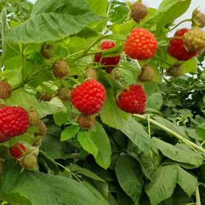 Малина КВЕЛЛИ в Красноярске