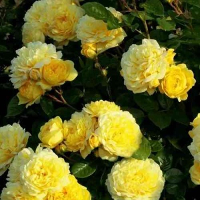 Роза АНИ ДЮПРЕЙ флорибунда в Красноярске