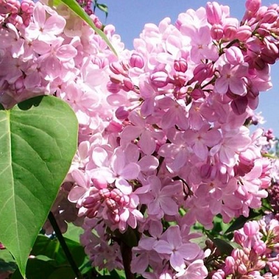 Сирень АДЕЛИНА в Красноярске