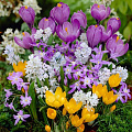 Луковичные растения в Красноярске