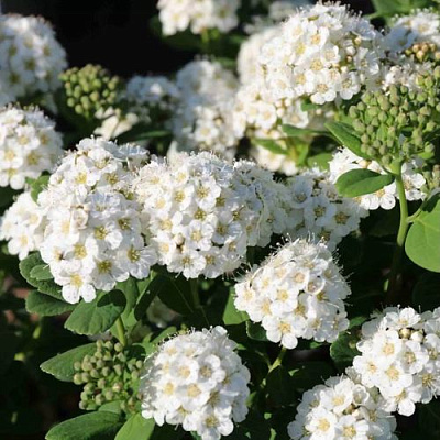 Березолистная в Красноярске