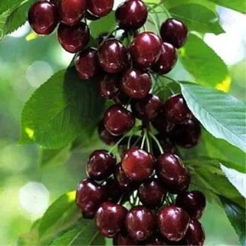 Черешня УДИВИТЕЛЬНАЯ в Красноярске
