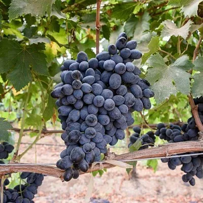 Купить винный сорт винограда - Саженцы технического сорта винограда вКрасноярске, доставка по России