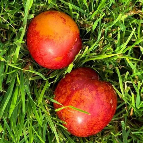 Шарафуга НЕКТАРИННАЯ в Красноярске